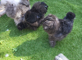 Usa bearded silkie cockerels FREE