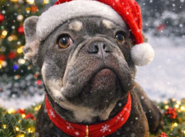 Female French bulldog