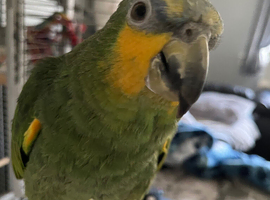 Orange winged Amazon (6yr old)