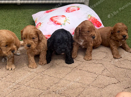 cockapoo puppies