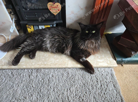 22mth old maine coon