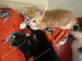 3 kittens