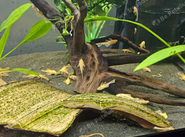 L144 Blue eyed Lemon Bristlenose Pleco