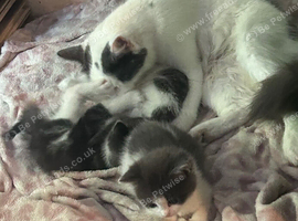 Kittens ready to go to there forever home