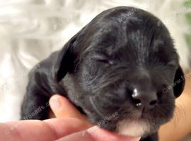 Mesmerizing golden doodle baby's