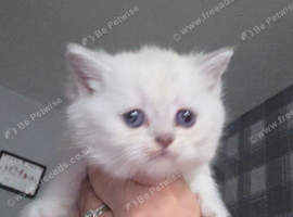 Mixed litter british short hair/longhair