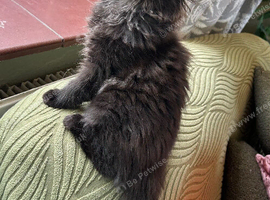 Beautiful Mainecoon kittens