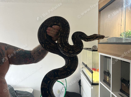 Boa constructor for sale