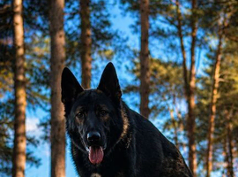 Diesel, Czech shepherd