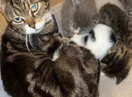 Kittens