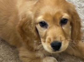 Female pup