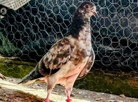 Tippler pigeon