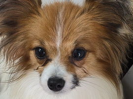 KC Registered Papillon's