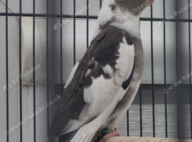 Cockatiels for sale.