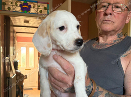 1 bitch pups left ready to leave now