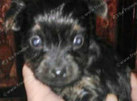 Carkie puppy wanted for loving  home
