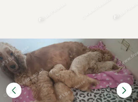 Our beautiful cockerpoos