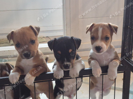 Short legged jack russel puppies