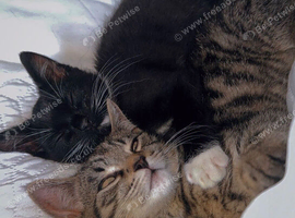 16 week old kittens still avaliable