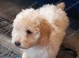 Little Cuties Shihchon Puppies Bichon Frise X Shih Tzu