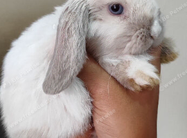 Beautiful mini lops