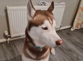 Siberian husky male