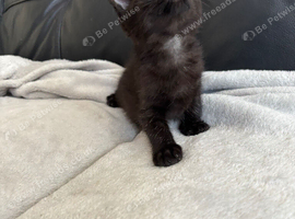 BEAUTIFUL BLACK BOY KITTEN FOR SALE