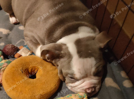 Beautiful English bulldog