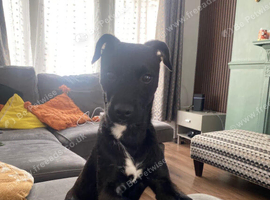 10 month old Patterdale harper looking for a new hoe