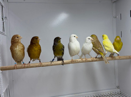 Canaries