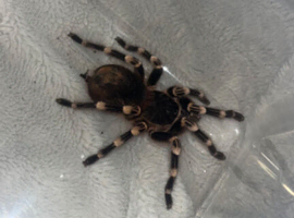 Brazilian White-Knee
