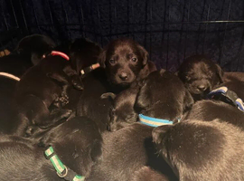 Lab puppies