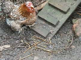Pekin Bantam fertile eggs