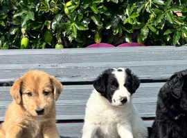Amazing Border Collie X Lurcher Puppies