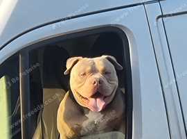 Akbc registered pocket bully for stud
