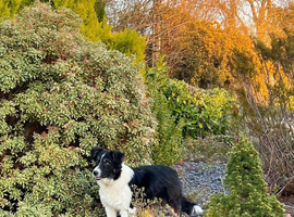 Beautiful Border Collie Puppies