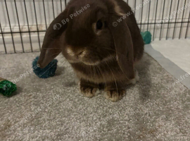 chocolate mini lop