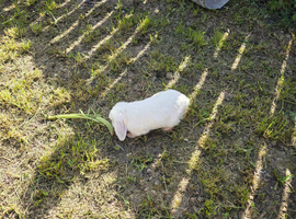 Mini lop