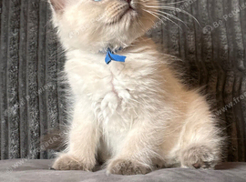 Beautiful sepia and blue point ragdolls available now