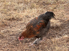 FRENCH COPPER BLACK MARAN COCKEREL