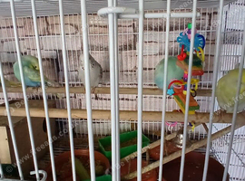 Selection of budgies avaliable