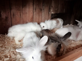 Lion head baby rabbit's