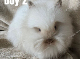 BEAUTIFUL PUREBRED LIONHEAD BABIES