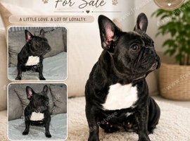 Mimi for sale