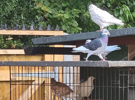 Mixed pigeons