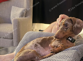 2 year old Miniature Dachshund