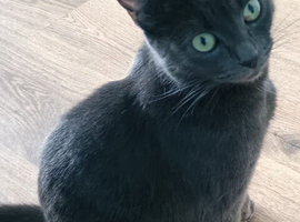 Cat's