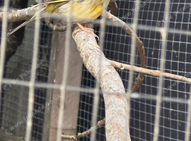 Variegated canary hens