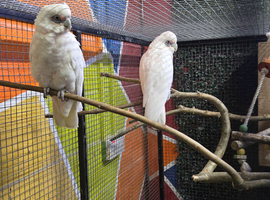 Little corolla bare eyed cockatoo proven breeding pair
