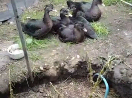 Ducks for sale